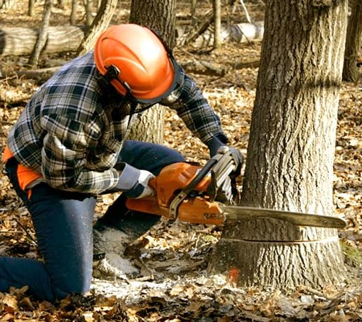Tree Removal in Evansville, IN